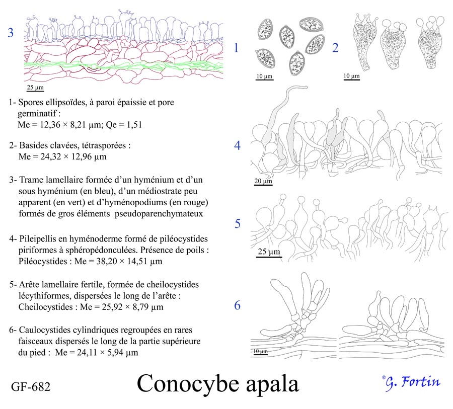 Conocybe apala