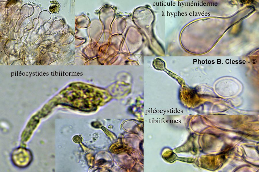 Conocybe juniana