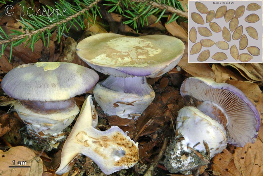 Cortinarius foetens