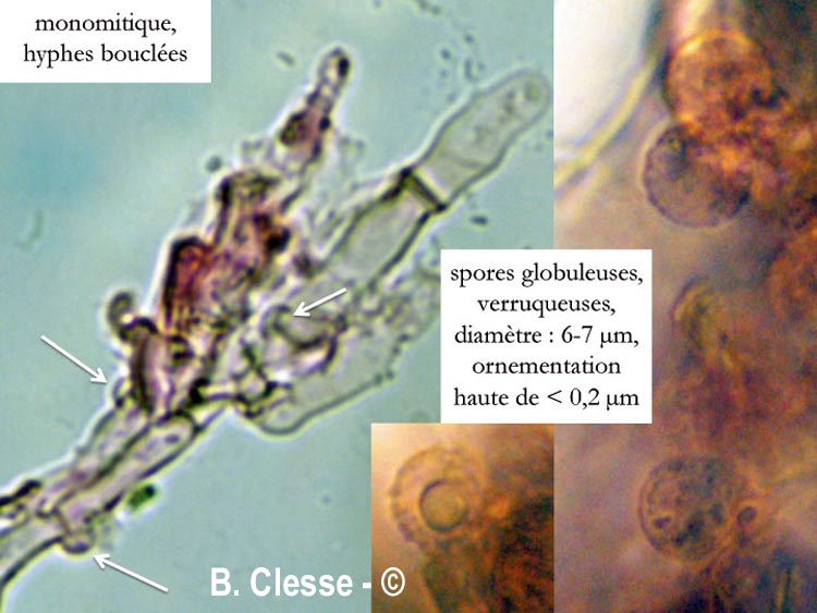 Basidiodendron walleynii