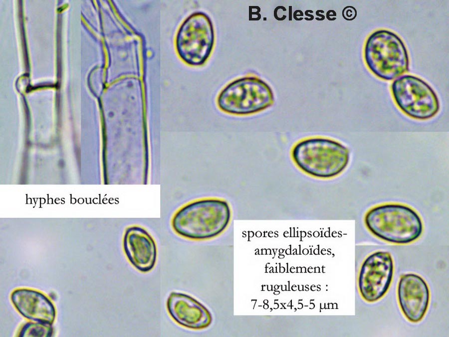 Crepidotus caspari (Crepidotus lundellii)