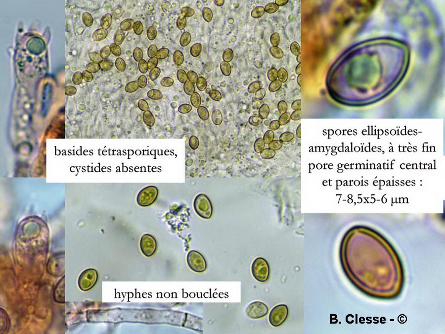 Crepidotus mollis