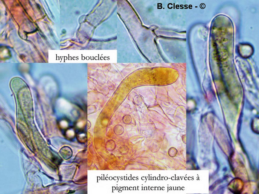 Crepidotus pini