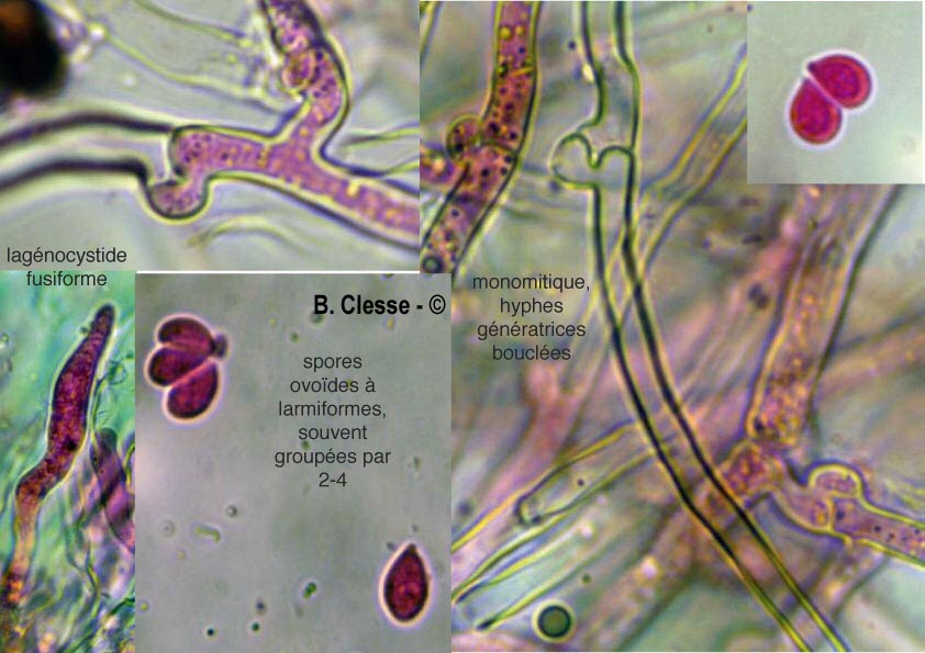 Cylindrobasidium laeve (Cylindrobasidium evolvens)