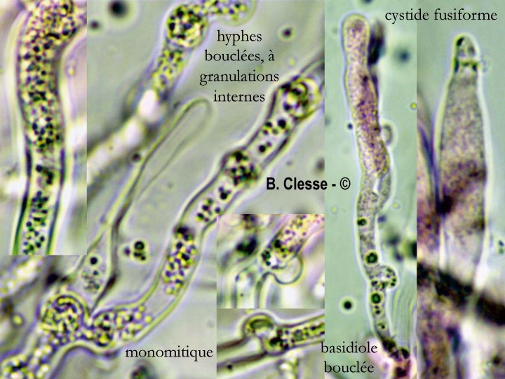 Cylindrobasidium laeve (Cylindrobasidium evolvens)