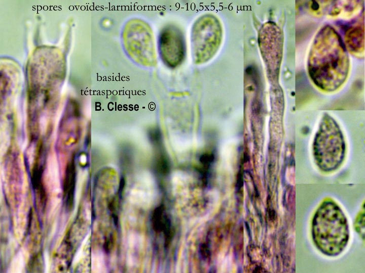 Cylindrobasidium laeve (Cylindrobasidium evolvens)