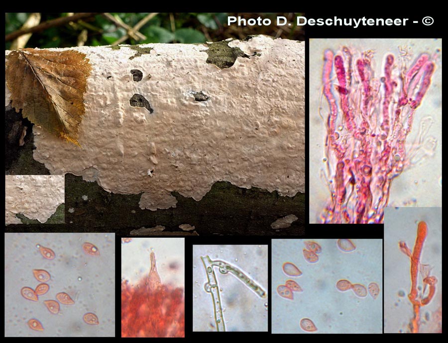 Cylindrobasidium laeve (Cylindrobasidium evolvens)