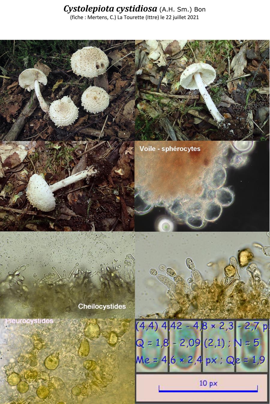 Cystolepiota cystoidea