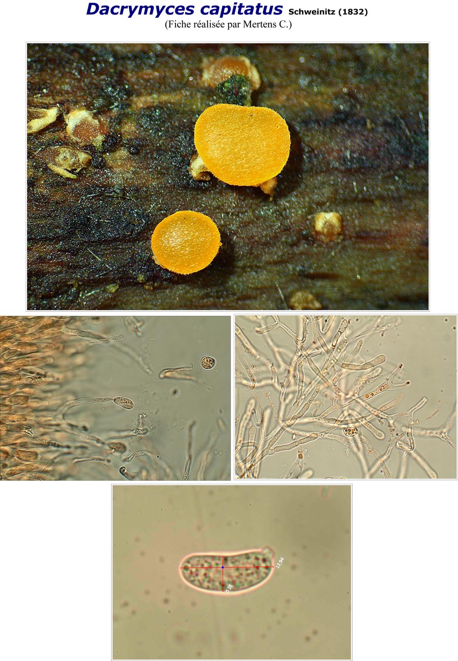 Dacrymyces capitatus