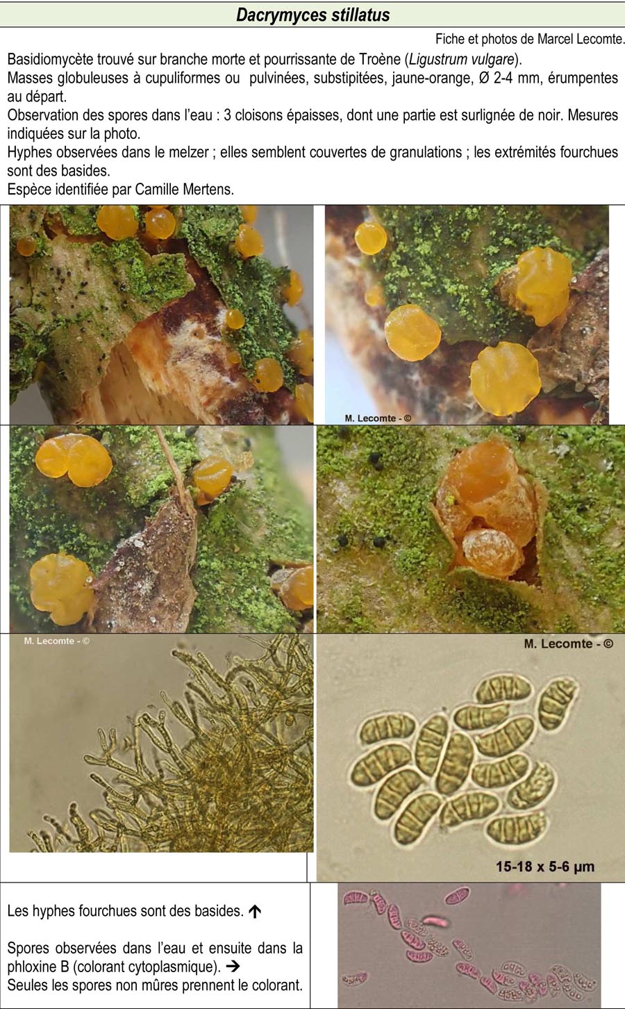 Dacrymyces stillatus