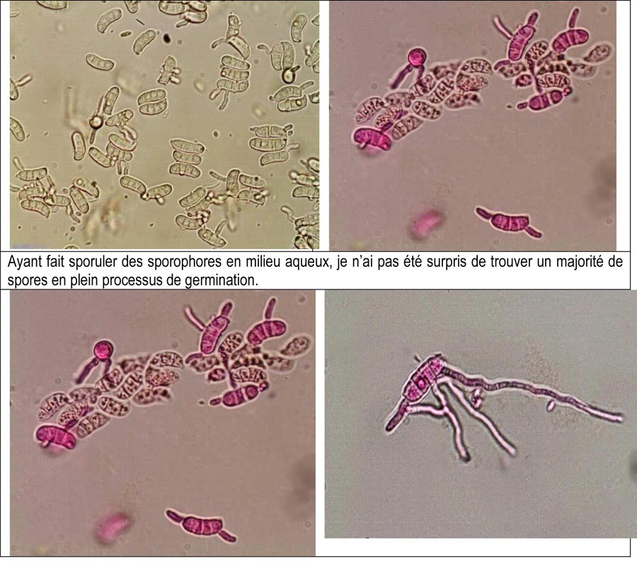 Dacrymyces stillatus