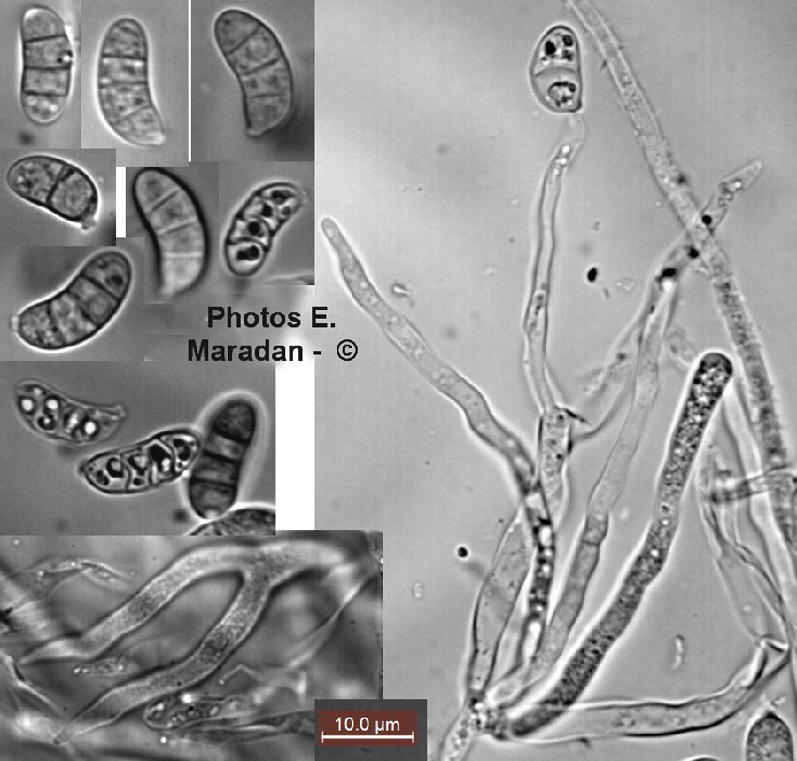 Dacrymyces variisporus