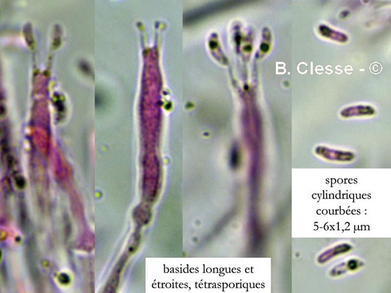 Dacryobolus karstenii