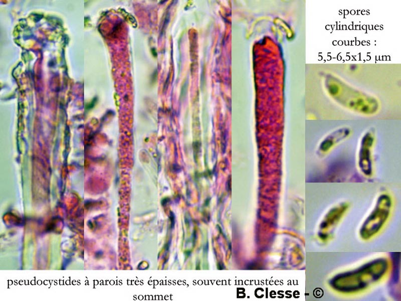 Dacryobolus karstenii