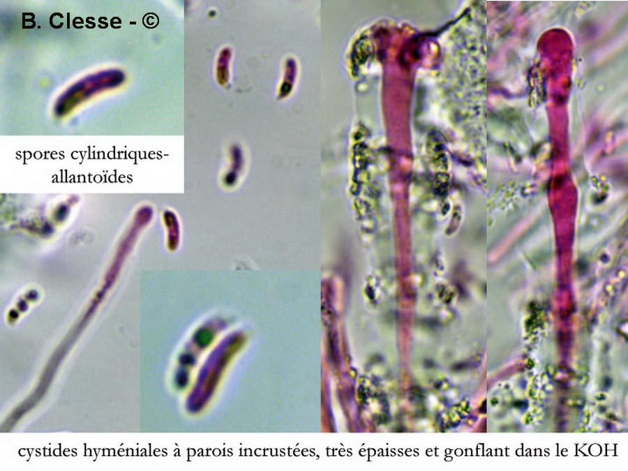 Dacryobolus karstenii