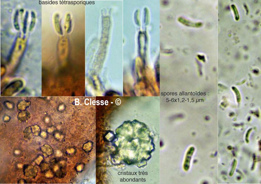Dacryobolus sudans
