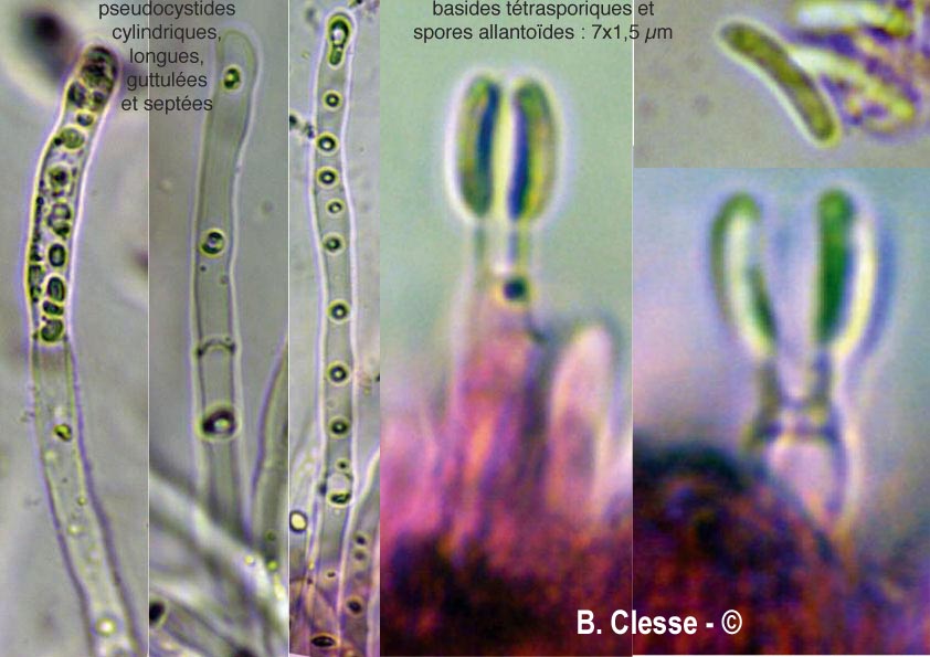 Dacryobolus sudans