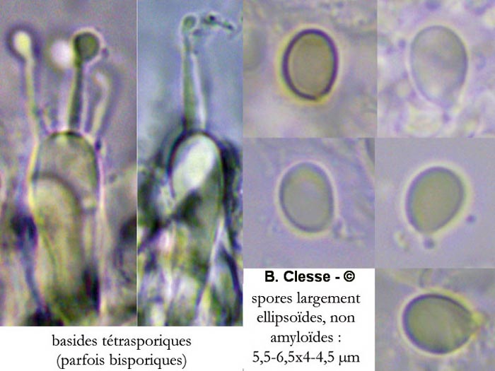 Dermoloma cuneifolium