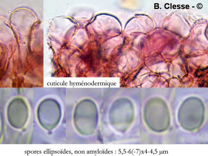 Dermoloma cuneifolium