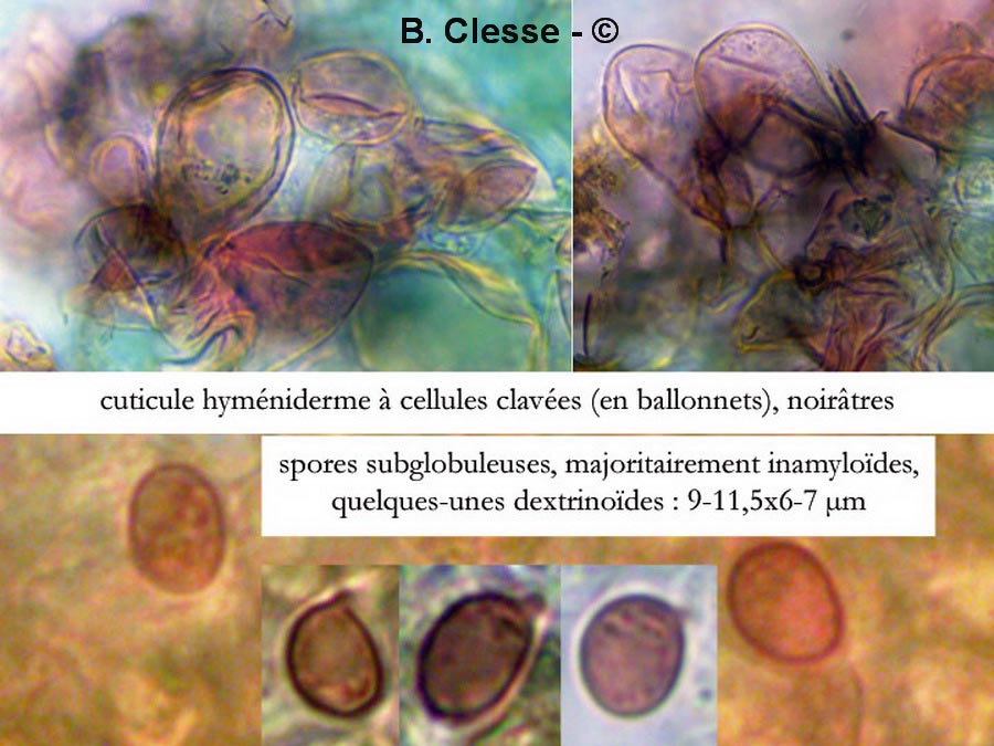 Dermoloma cuneifolium