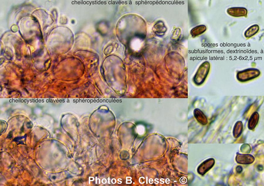 Echinoderma perplexum