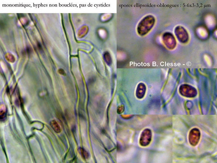 Oxyporus latemarginatus (Emmia latemarginata)