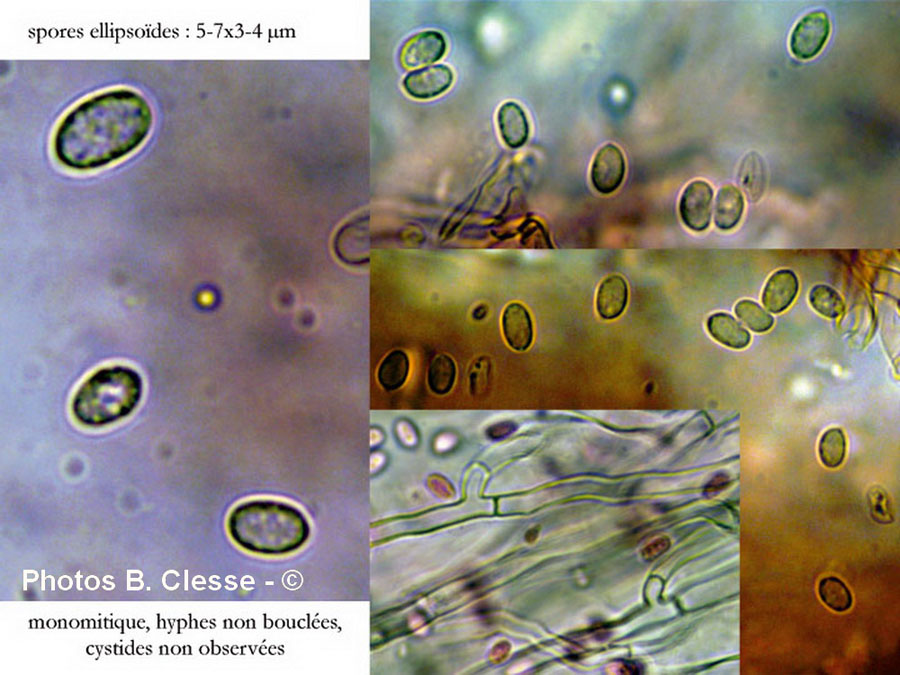 Oxyporus latemarginatus (Emmia latemarginata)