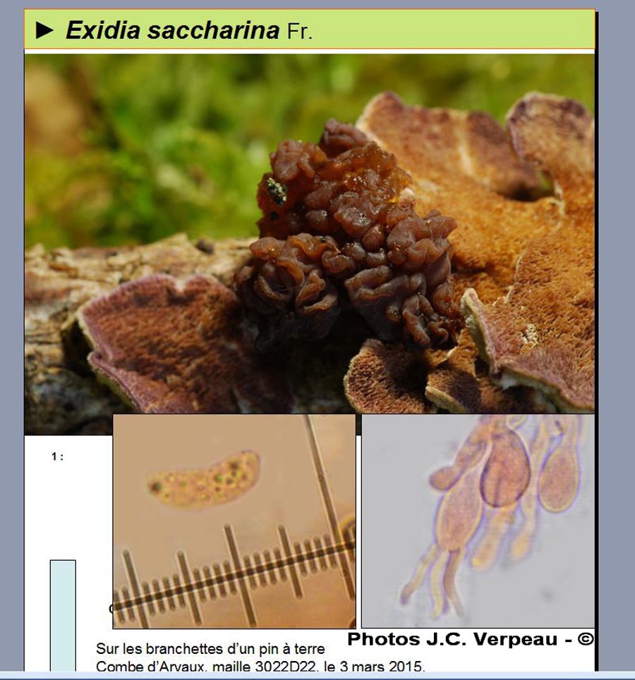 Exidia saccharina