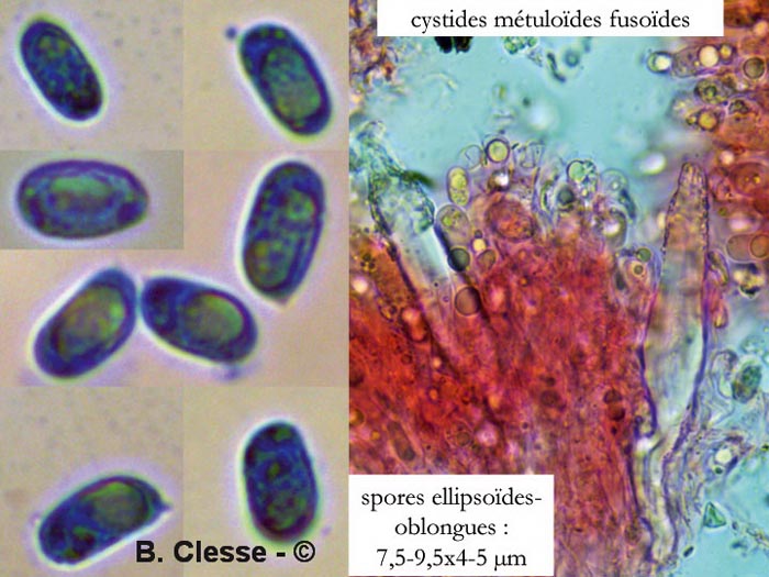 Faerberia carbonaria