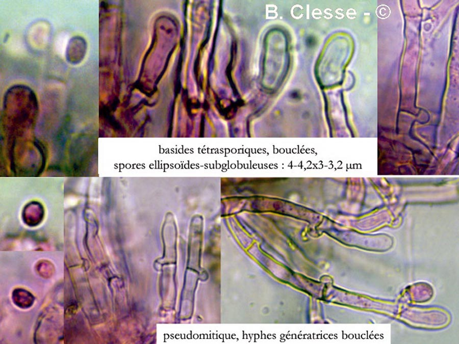 Fibrodontia gossypina