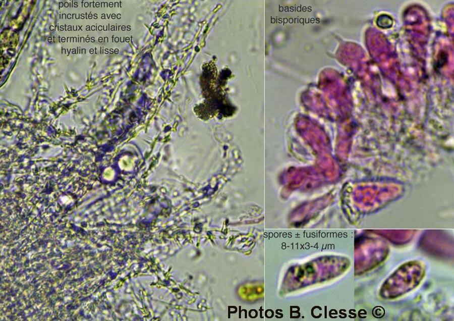 Flagelloscypha minutissima