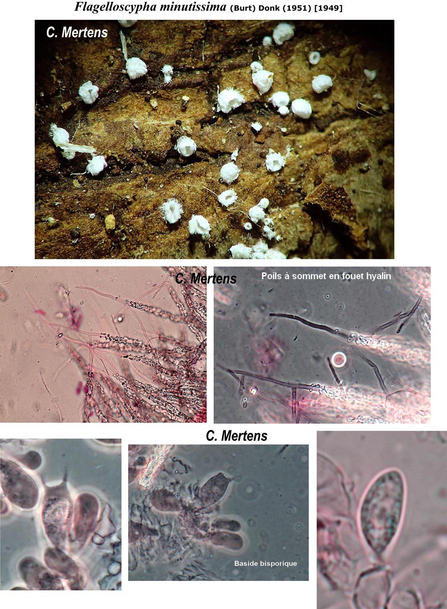 Flagelloscypha minutissima