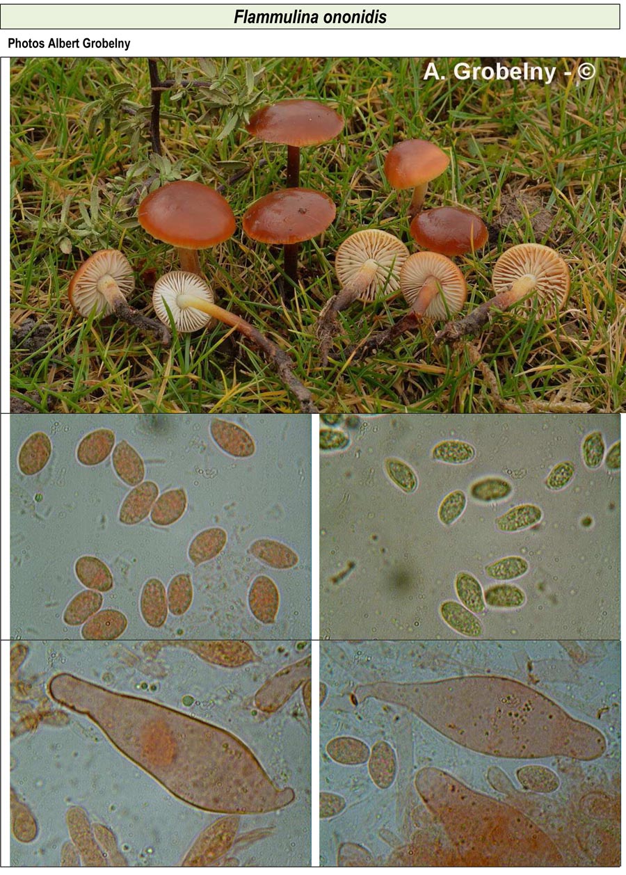 Flammulina ononidis