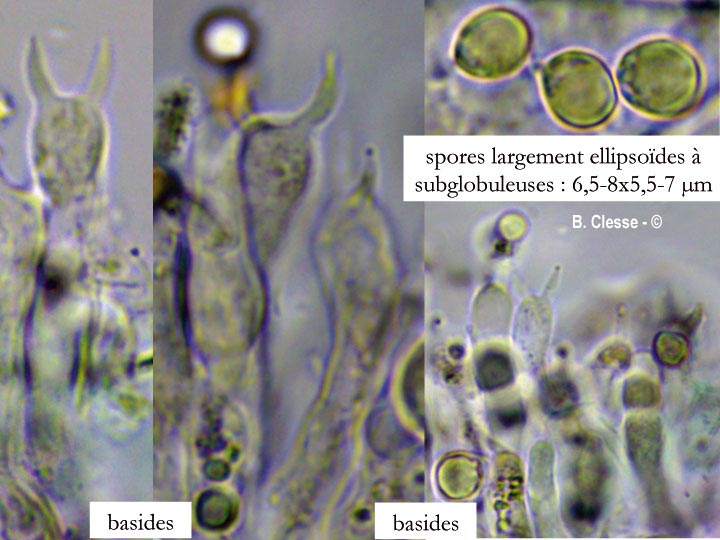 Fomitiporia punctata (Phellinus punctatus)