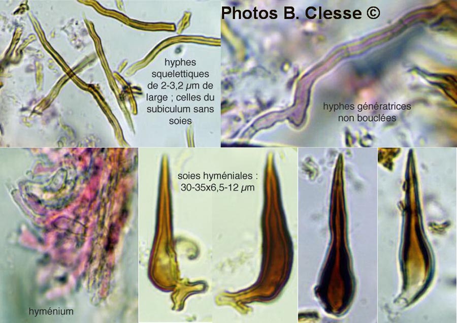 Fuscoporia ferrea