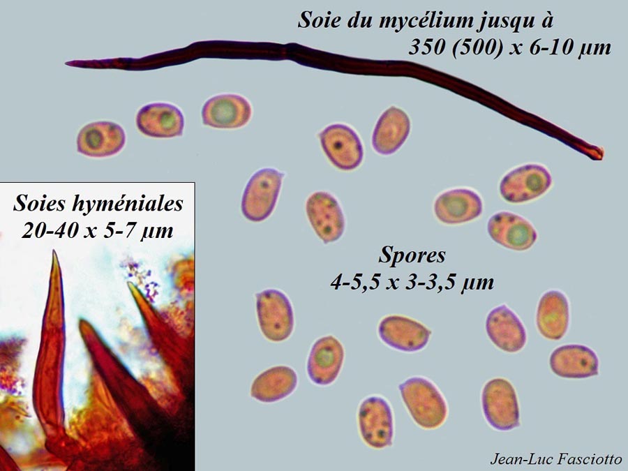 Fuscoporia ferruginosa