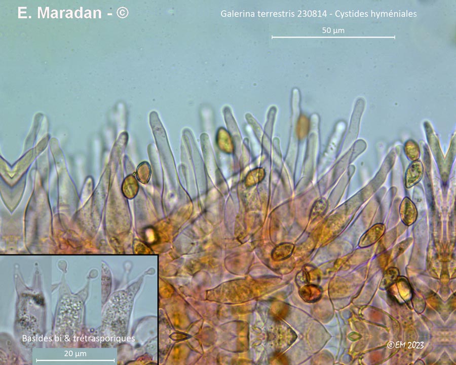 Galerina terrestris