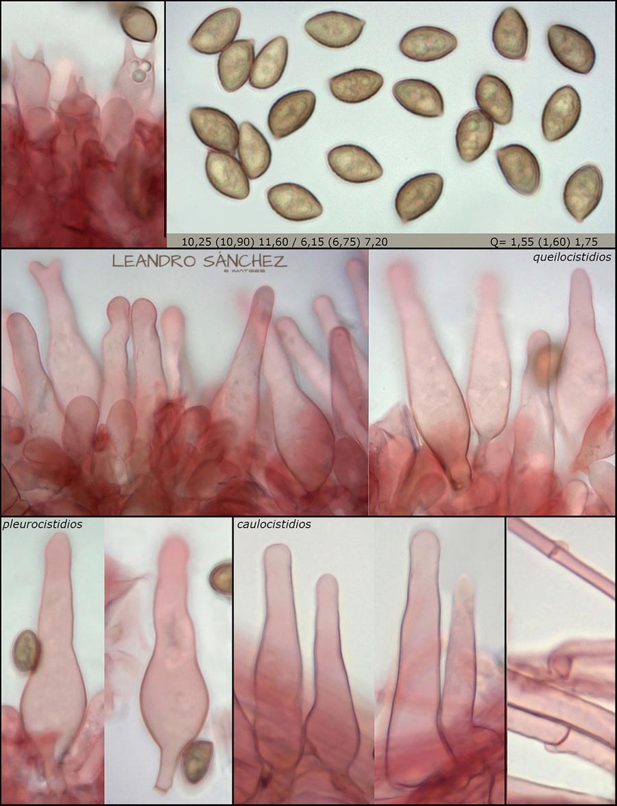 Galerina vittiformis f. bispora