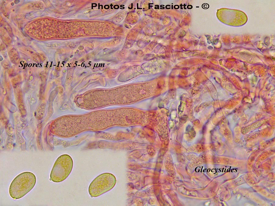 Gloeocystidiellum leucoxanthum