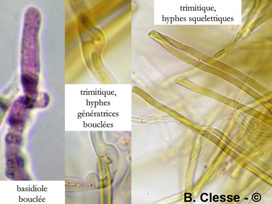 Gloeophyllum abietinum