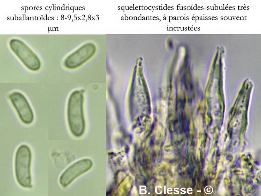 Gloeophyllum abietinum