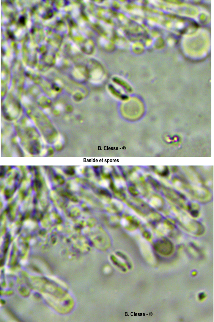 Vitreoporus dichrous (Gloeoporus dichrous)