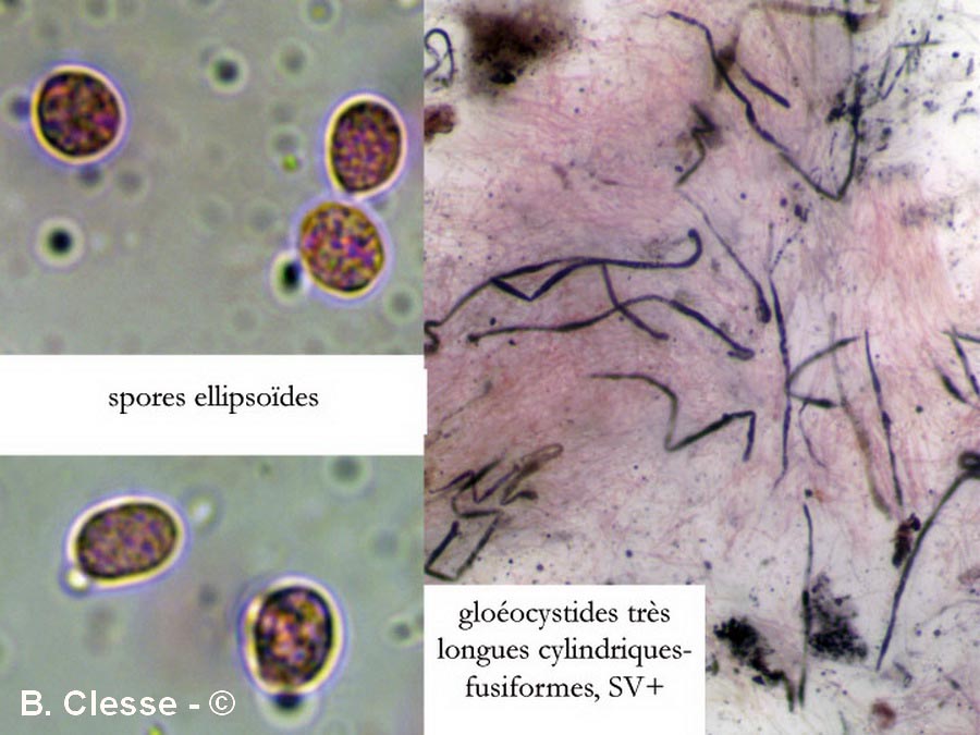 Gloiothele lactescens