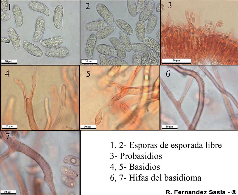 Guepiniopsis buccina