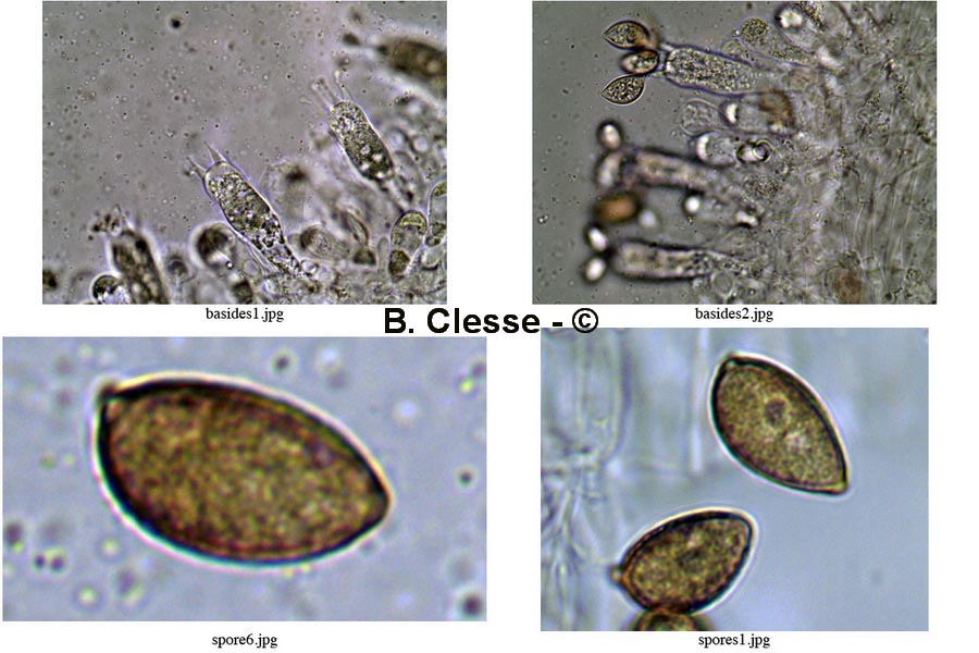 Hebeloma nauseosum