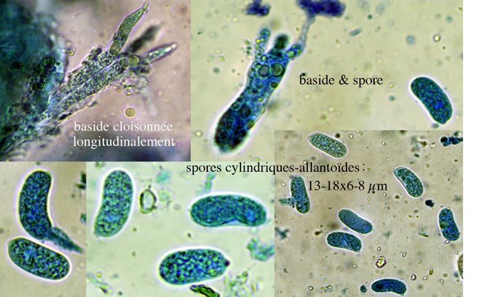 Heteroradulum deglubens (Eichleriella deglubens)