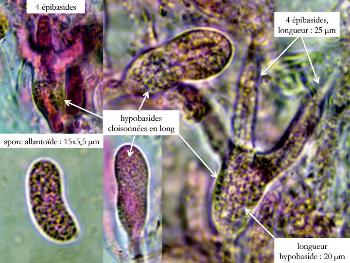Heteroradulum deglubens (Eichleriella deglubens)