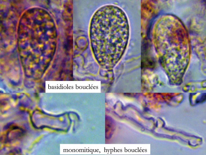 Heteroradulum deglubens (Eichleriella deglubens)