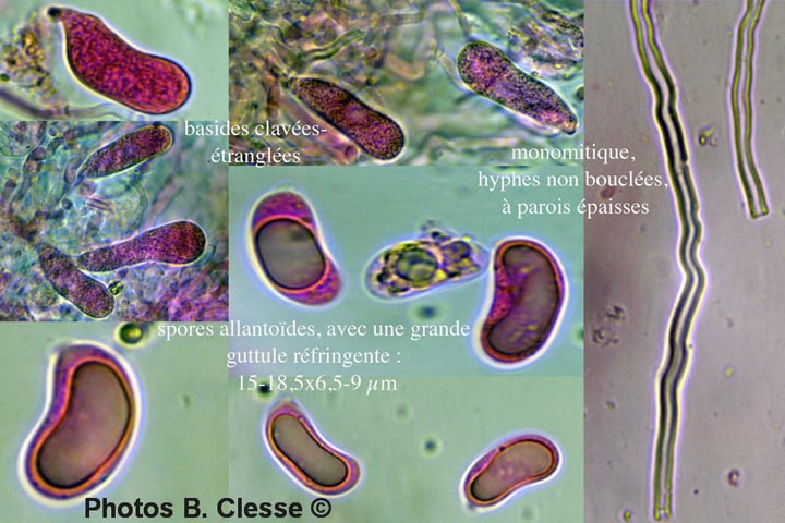 Heteroradulum deglubens (Eichleriella deglubens)