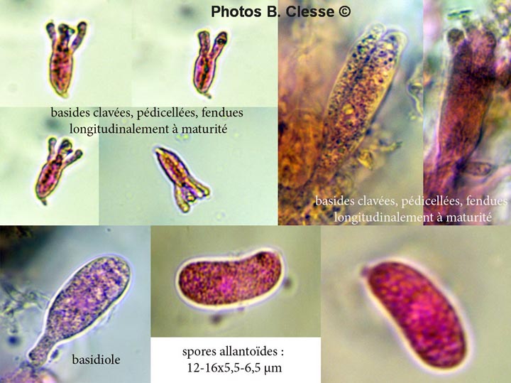 Heteroradulum deglubens (Eichleriella deglubens)
